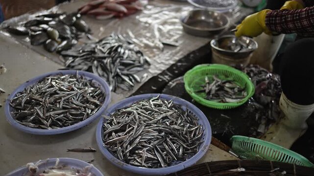 Fresh small anchovies displayed in plastic trays at Vinh Hai market in Nha Trang, Vietnam. High angle view of vendor sorting raw silver sea fish at traditional Asian seafood wet market stall.
