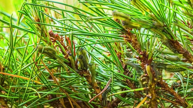 View of pine sawfly larvae feeding on a green pine branch in a forest in Riga, Latvia.