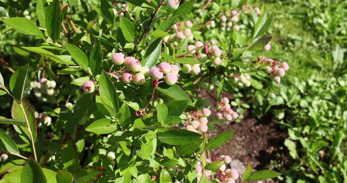 Unripe green and pink blueberries ripening on branch in summer garden stock video. Close up macro shot of growing berries on blueberry bush waving in wind outdoor. Farming organic food background.