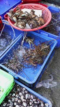 Live spiny lobsters in oxygenated water crate and tied mud crabs at Vinh Hai market in Nha Trang, Vietnam. High angle view of fresh seafood display at traditional Asian wet market counter.