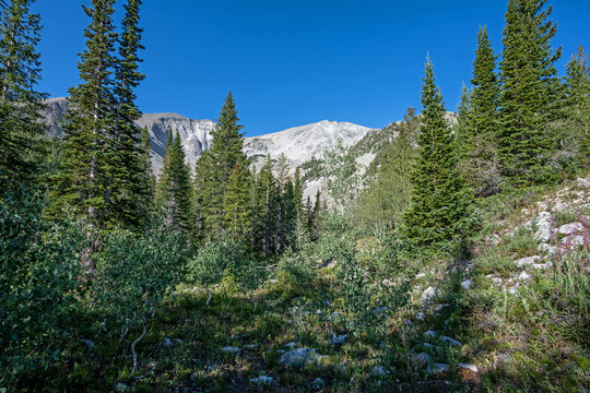 Evergreen forests and wildflowers along Thomas Lakes Trail in Maroon Bells-Snowmass Wilderness near Carbondale, Colorado on sunny summer morning.