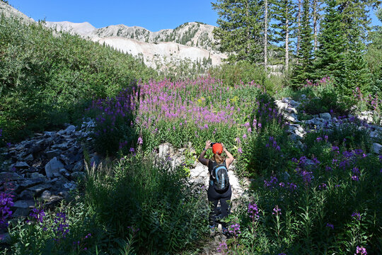 Woman hiker photographs stand of colorful wildflowers on Thomas Lakes Trail in Maroon Bells-Snowmass Wilderness with Mount Sopris in background.