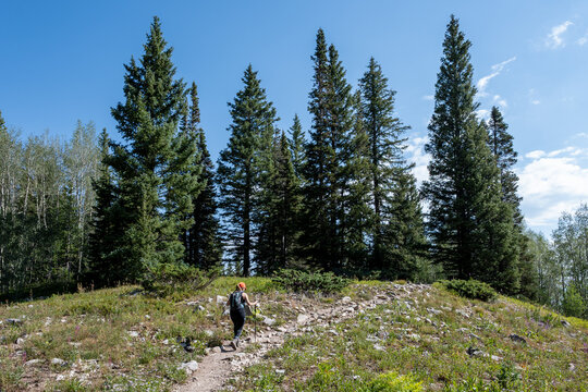Woman hikes amidst wildflowers and evergreen trees on Thomas Lakes Trail in Maroon Bells-Snowmass Wilderness on clear sunny summer morning.