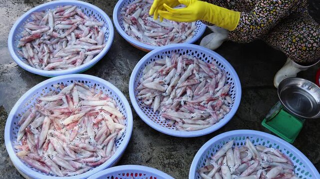 Vendor hand in yellow glove pointing at fresh raw squids in plastic baskets at Vinh Hai market in Nha Trang, Vietnam. High angle view of seafood merchant sorting calamari at Asian wet market counter.