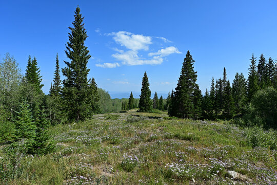 Evergreen forests and wildflowers along Thomas Lakes Trail in Maroon Bells-Snowmass Wilderness near Carbondale, Colorado on sunny summer morning.