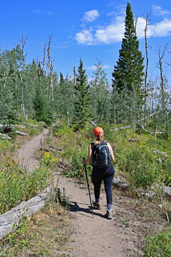Woman hikes amidst wildflowers and evergreen trees on Thomas Lakes Trail in Maroon Bells-Snowmass Wilderness on clear sunny summer morning.