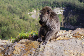 Long-Tailed Monkey at Lake Kelimutu, Ende, Flores Island — Wildlife in Indonesia Nature © Willy