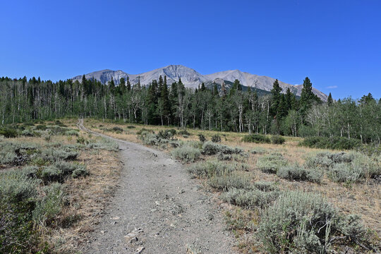 Evergreen forests and wildflowers along Thomas Lakes Trail in Maroon Bells-Snowmass Wilderness near Carbondale, Colorado on sunny summer morning.