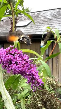 Hummingbird hawk moth feeding on purple buddleia flower