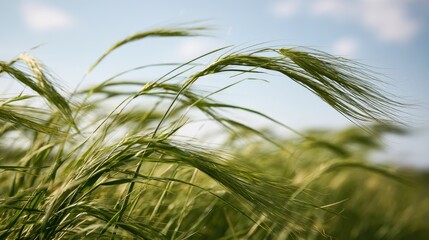Naklejka premium Swaying green grain stalks against a soft blue sky with clouds