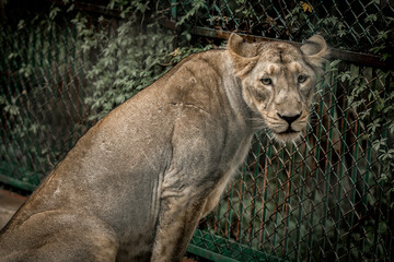 Lioness Portrait Gujarat India Wildlife Photography © Patel Bharat