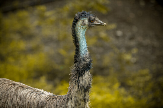 Emu Portrait with Long Neck in Gujarat India