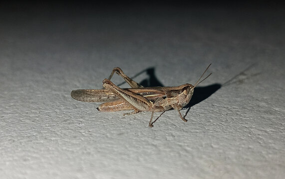 Brown grasshopper detailed macro profile, textured concrete surface background.