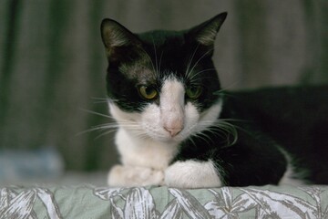 black and white cat © Rajesh