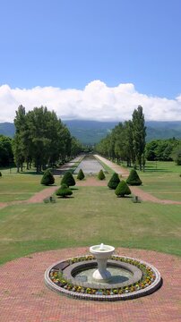 前田森林公園　ポプラ並木　北海道
