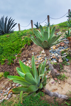 Green agave attenuata plants growing on a rocky hillside path under a cloudy sky in a coastal garden environment, San Diego, CA