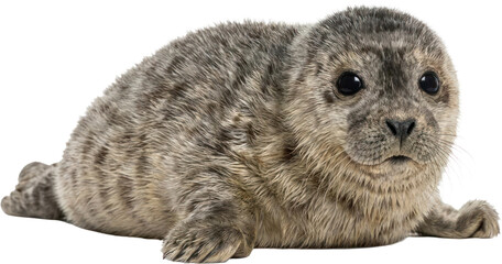 Young spotted harbor seal pup. © Quinsa