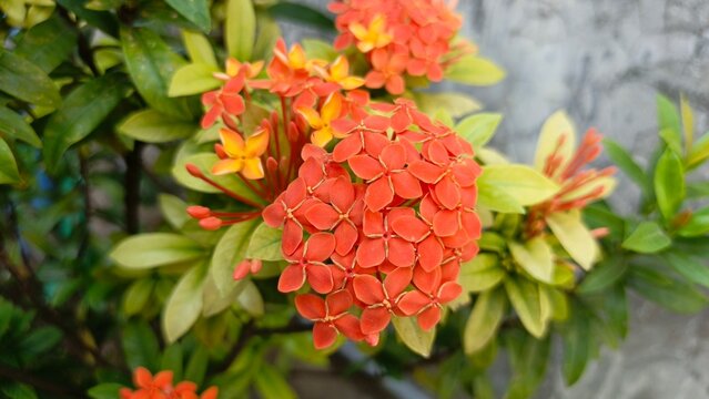 Orange Ixora coccinea flower in the garden. Also known as West Indian jasmine, bunga soka, jungle flame, jungle geranium.