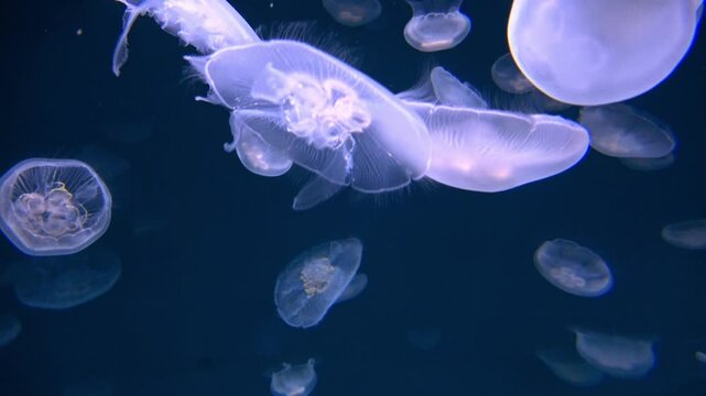 Moon Jellies, Aurelia Aurita jellyfish, glowing and floating underwater. Glowing Saucer Jelly. 4K