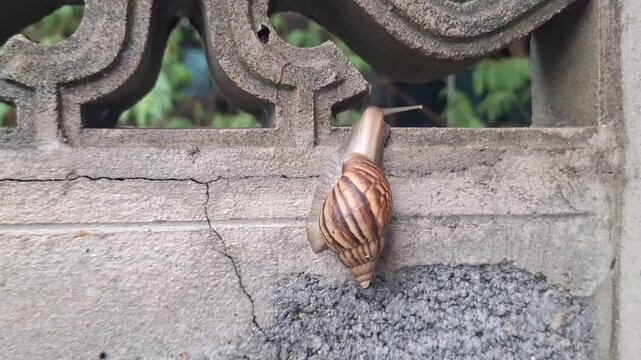 Close-up of a Snail Crawling Up an Ornamental Concrete Block Wall