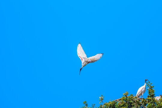 An Australian white ibis gliding away from treetop canopy beaneath a brilliant blue sky while the other remain perched among the sunlit foliage, Cobden, Victoria, Australia