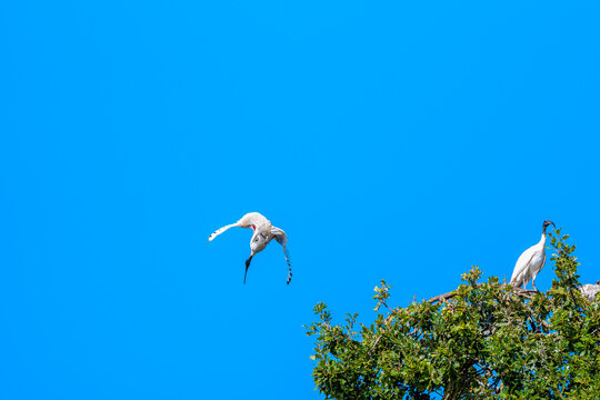 An Australian white ibis gliding away from treetop canopy beaneath a brilliant blue sky while the other remain perched among the sunlit foliage, Cobden, Victoria, Australia