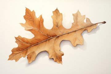 Fototapeta premium Oak leaf plant tree creativity.