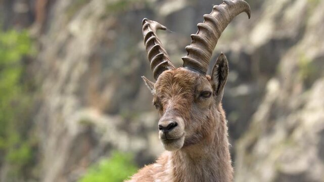 Alpine Ibex Mountain Goat Close Up in Italian Alps