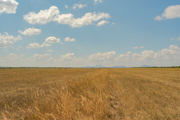 Fototapeta premium Endless empty harvested agricultural field stretching toward horizon under blue summer sky. East Kazakhstan