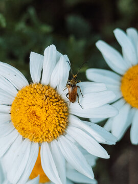 Small beetle sitting on white daisy flower with yellow center in garden close-up.