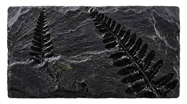 Ancient fern leaf fossil imprints on black slate stone.