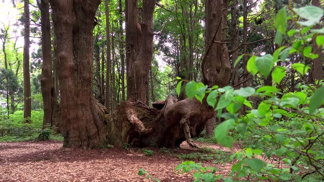 幻想の森