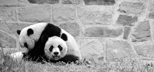 Two Panda Bears wrestling in the grass © Tiffany N. Hardy