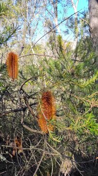 Orange Banksia Ericifolia Flowers in Australian Bushland