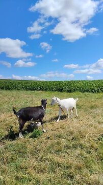 Funny Goats Eating Outside, Two Goats Butting Heads on Summer Pasture