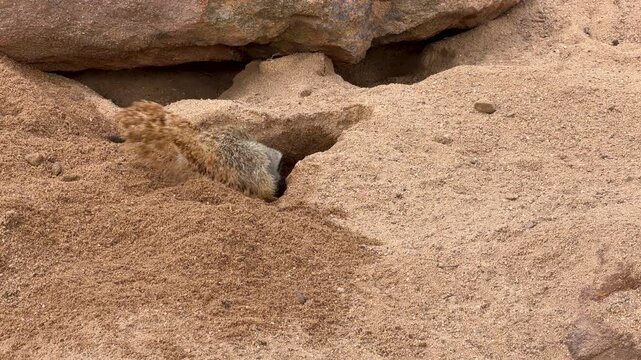 Meerkat Digging a Burrow in Red Sand and Rocks