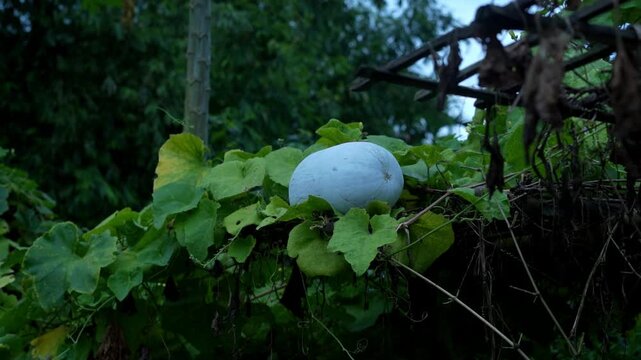 Natural healthy ash gourd hanging on lush green vine, organic vegetable harvest in countryside