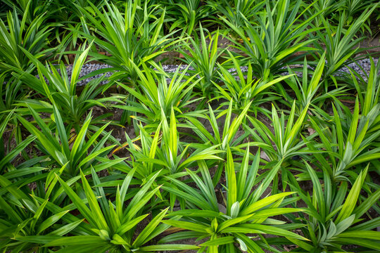 The Pandanus (Pandanus amaryllifolius), or screw pine, also called daun pandan wangi
