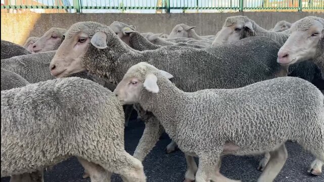 Flock of sheep transhumance through a street