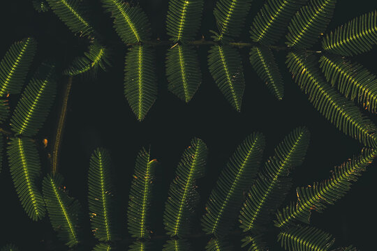 Close-up of green sensitive plant leaves (Mimosa pudica) with dark moody background and copy space
