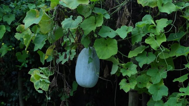 A large fresh ash gourd hanging securely from lush green vines surrounded by broad leaves in a rustic garden.
