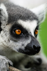 Fototapeta premium Close-up of a ring-tailed lemur's eyes