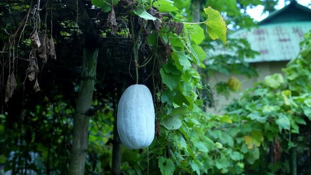 A fresh ripe ash gourd hanging from a green vine in a traditional rural garden.