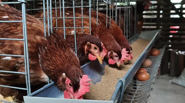 High Productivity Laying Hens Farm | Daily Egg Production, Feeding And Poultry Management