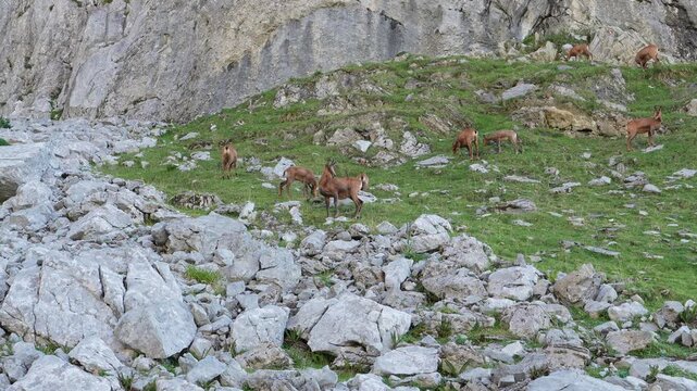 Wild chamois graze peacefully on the rocky, green slopes of the Picos de Europa mountain range in Spain. An idyllic alpine landscape showcasing rugged nature and unique wildlife.