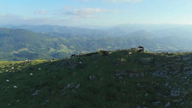 Panoramic drone view panning right over Larrun Txiki mountain in Nouvelle-Aquitaine, France. Horses and sheep graze peacefully on the green slopes, with a vast mountain landscape.