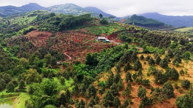 Farmers tend to crops in Da Huoai 3, Lam Dong, Vietnam. The land shows rows of plants and green trees under the sunlight. The hills add depth to the landscape.