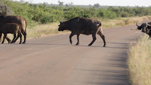 Herd of African Cape buffalo cross paved road in Kruger National Park