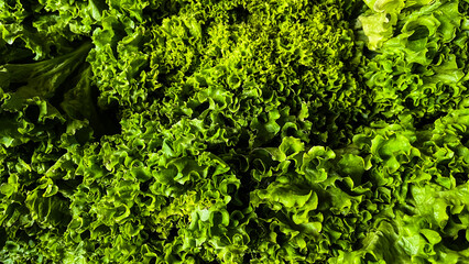 Wavy ruffled leaves of lettuce close up. Food background. many, much, pile, stack. background, backgrounds. green. copy space, empty, free, negative, text, design. top, high angle, above, flat lay © Muhammad