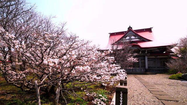 清隆寺のチシマザクラ